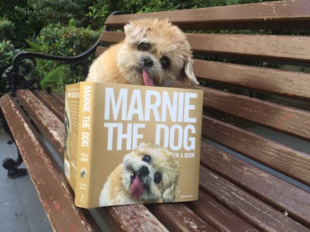 Marnie the Dog
