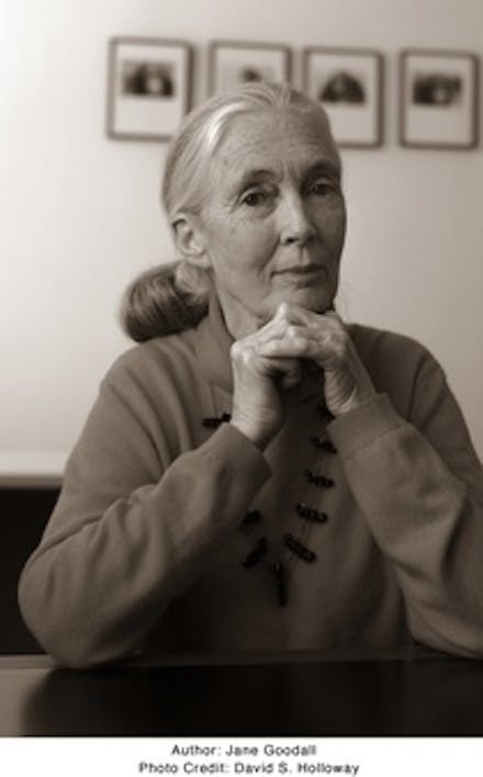 Jane Goodall