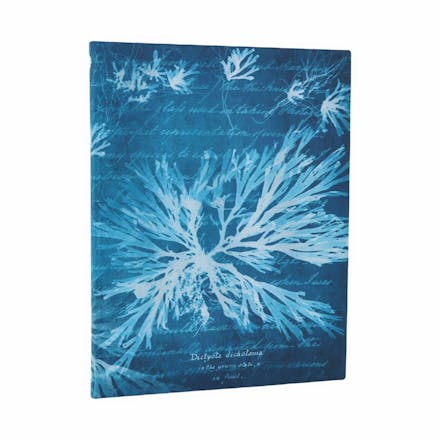 Sea Flowers (Anna Atkins  Cyanotypes) Ultra Unlined Softcover Journal (Elastic Band Closure)