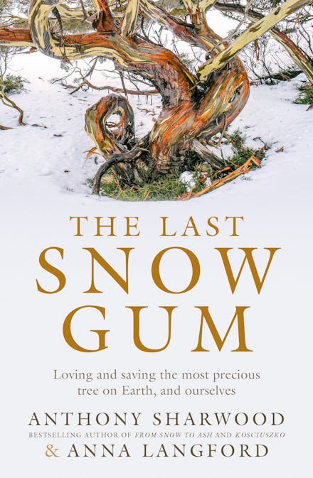 The Last Snow Gum