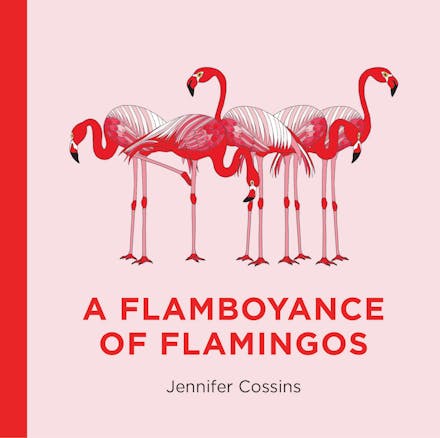 A Flamboyance of Flamingos