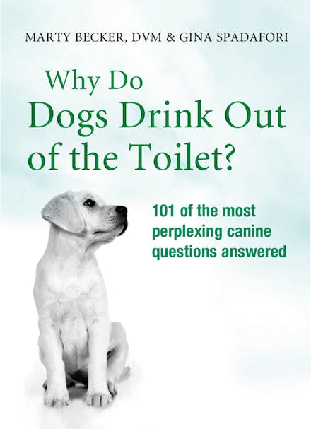 Why Do Dogs Drink Out Of The Toilet?