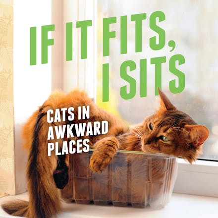 If It Fits, I Sits
