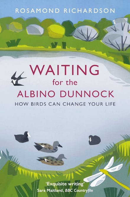 Waiting for the Albino Dunnock