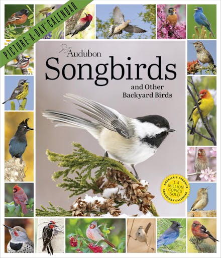 Audubon Songbirds and Other Backyard Birds Picture-A-Day  Wall Calendar 2027