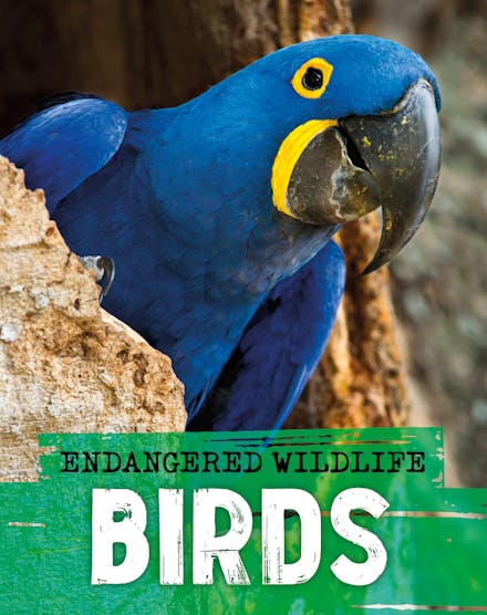 Endangered Wildlife: Rescuing Birds