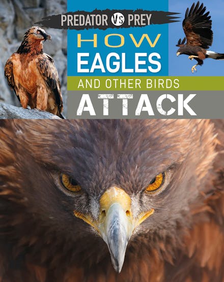 Predator vs Prey: How Eagles and other Birds Attack