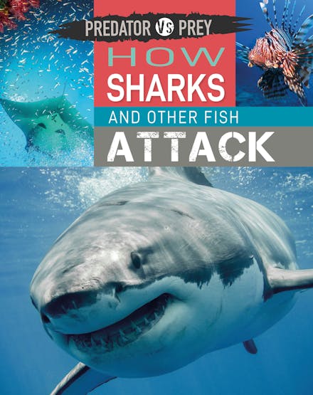 Predator vs Prey: How Sharks and other Fish Attack