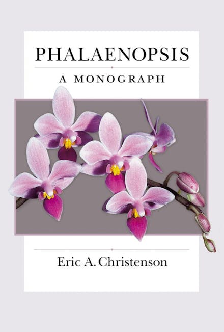 Phalaenopsis