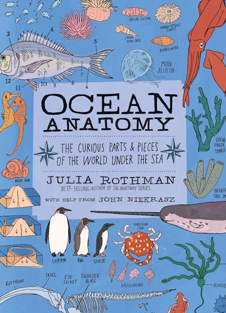 Ocean Anatomy