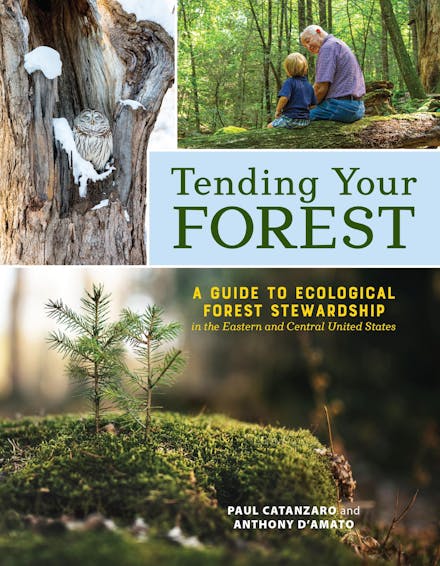 Tending Your Forest