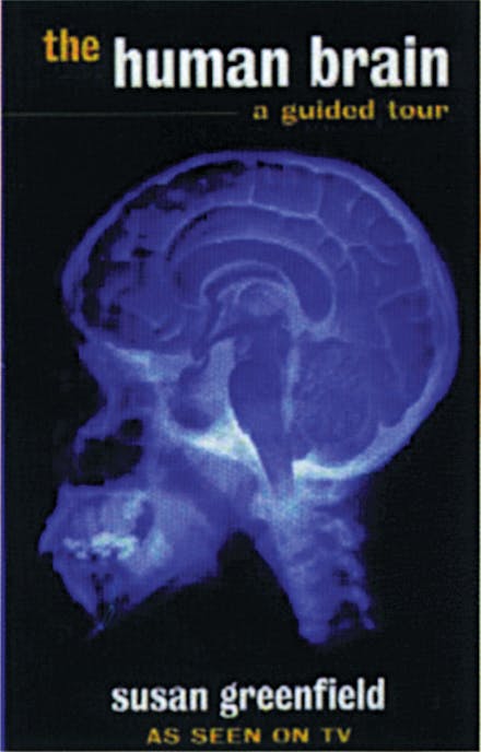 The Human Brain