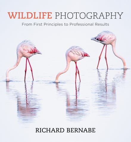 Wildlife Photography