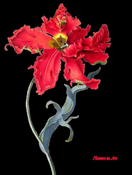 The Book of the Flower