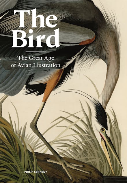 The Bird
