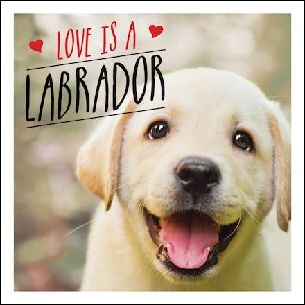 Love is a Labrador
