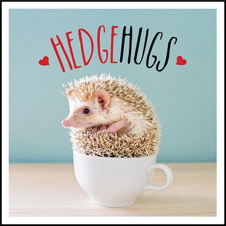 Hedgehugs