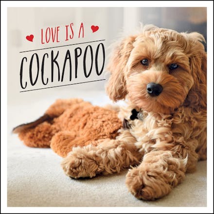 Love is a Cockapoo