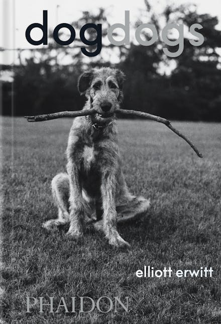 DogDogs